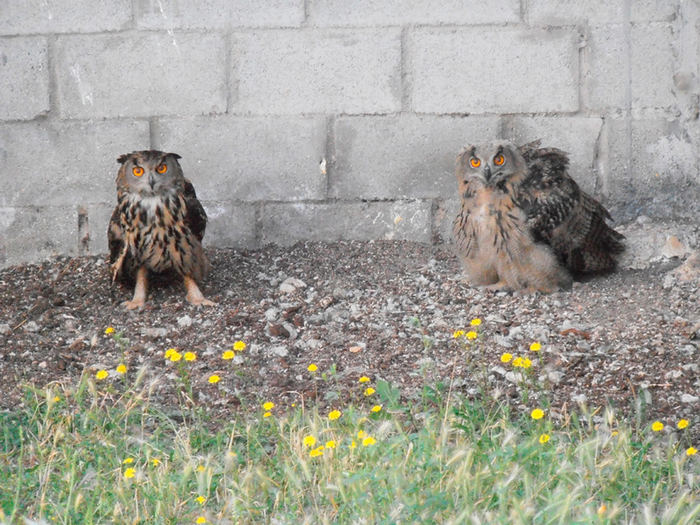 El Centro de Fauna Silvestre de Cuenca libera varios ejemplares de aves rapaces después de su recuperación