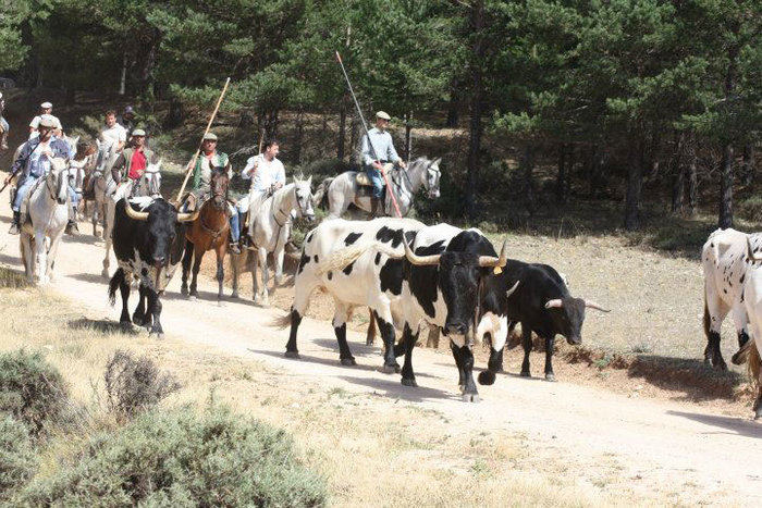 Zafrilla se prepara para celebrar su tradicional encierro de reses bravas