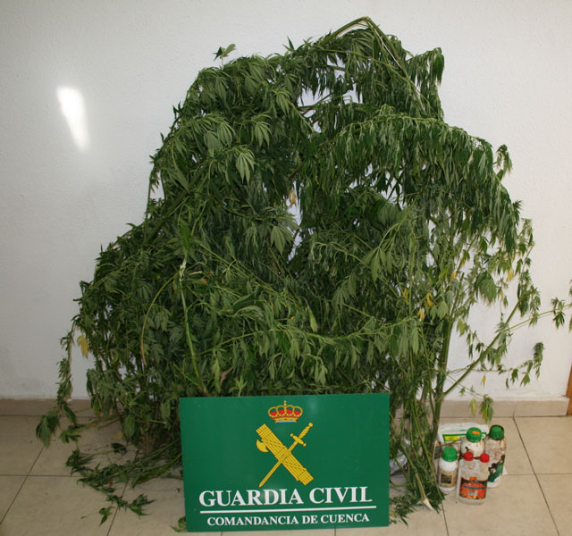 Detenido por cultivar marihuana en La Pesquera