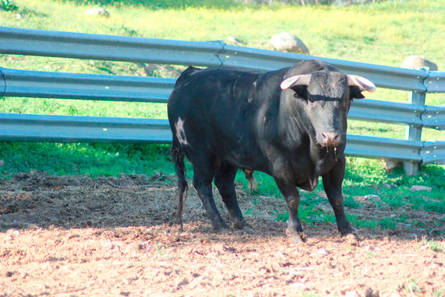 Apolinar Soriano lidiará por primera vez en Cuenca