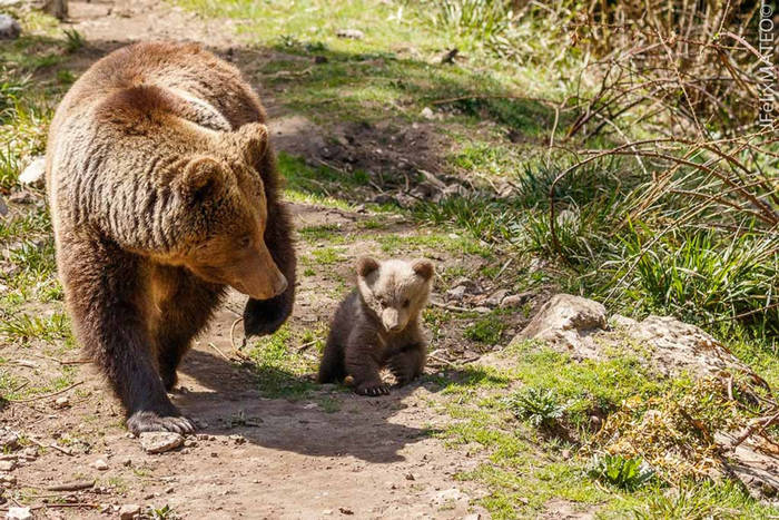Crece el número de osos en el Parque Cinegético de El Hosquillo tras el nacimiento de una nueva cría