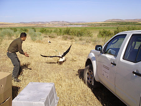 Las ONG denuncian que Castilla-La Mancha abandona los centros de recuperación de fauna salvaje