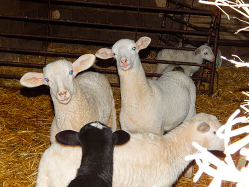 Apadrina una oveja alcarreña para fomentar su consumo y proteger la identidad de un ganado en peligro de extinción