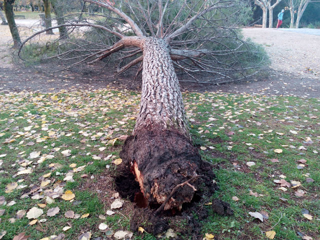 Los pinos piñoneros del Parque de los Moralejos corrían riesgo grave de caída 