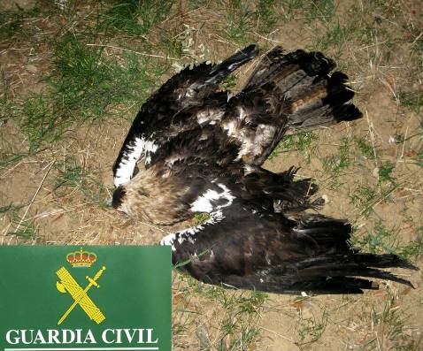 Detectados cebos envenenados que podrían ser los responsables de la muerte de las seis águilas imperiales