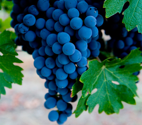 Agricultura paga 18,5 millones para reestructuración de viñedo