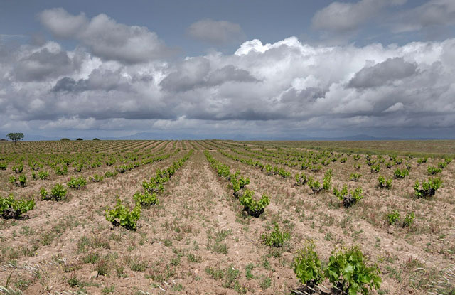 El sector del campo de Cuenca renueva sus condiciones laborales