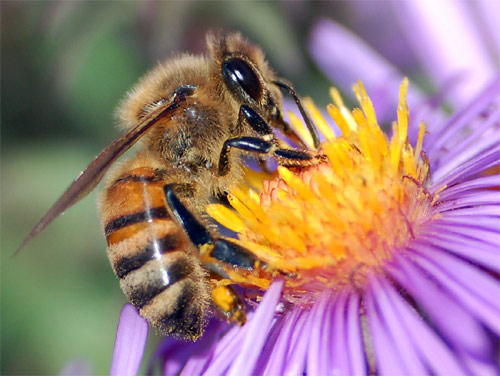 El incierto futuro de las abejas, casi totalmente desaparecidas en España