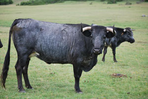 Las fiestas de San Mateo contarán con las vacas del ganadero Juan Vicente Mora