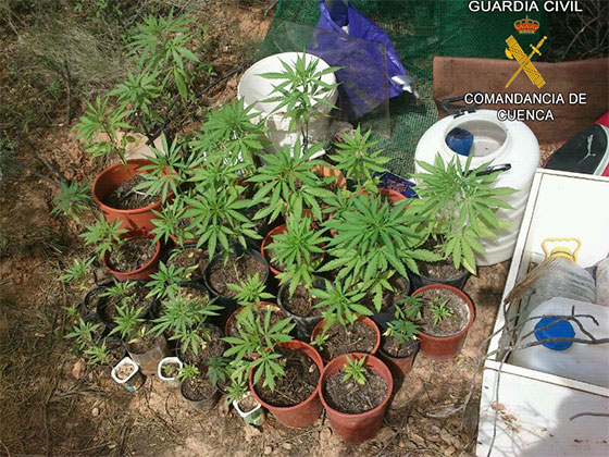 Tenia plantadas 34 plantas de marihuana