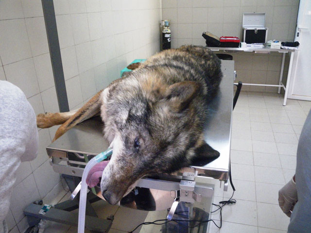Operado con éxito uno de los ejemplares de lobo ibérico que se encuentra en el Parque Cinegético de El Hosquillo