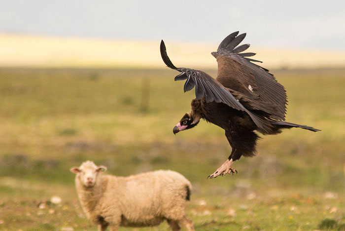 Medio centenar de buitres atacan un rebaño de 300 ovejas en Pozoseco
