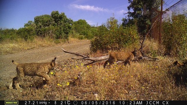 Muere atropellado un nuevo ejemplar de lince ibérico en la Autovía A-4