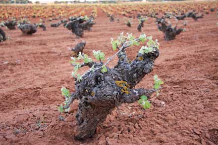 La Consejería de Agricultura abre la convocatoria para solicitar la concesión de derechos de plantación de viñedo