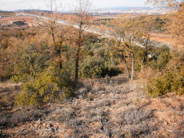 La Junta a petición del Ayuntamiento de Cuenca descataloga parcialmente un monte de utilidad pública