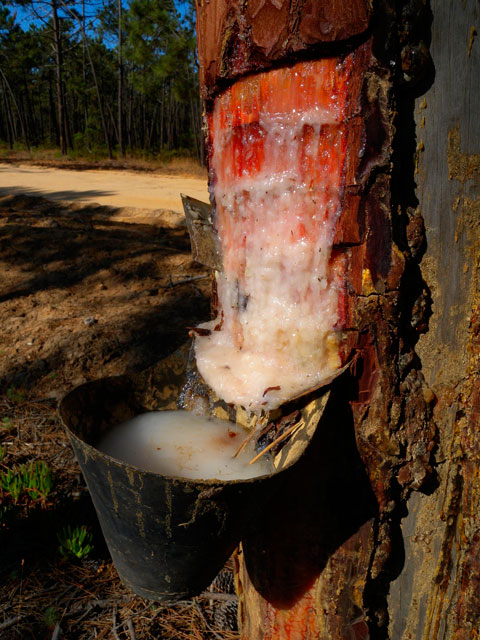 Castilla-La Mancha colabora en el ‘II Simposio Internacional de Resina Natural’