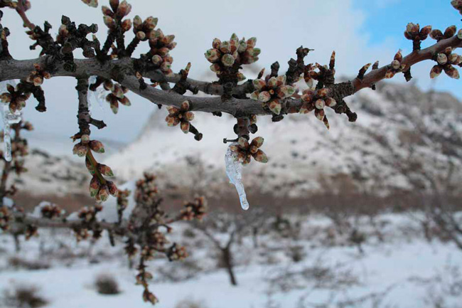 ASAJA estima numerosos daños en los cultivos de almendro de la región por causa de las heladas