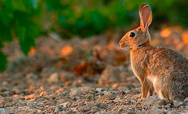 Para Ecologistas en Acción, el control del conejo es 'inútil y peligrosa licencia para matar'