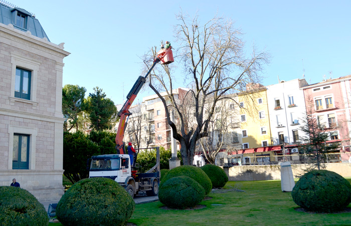 Tala preventiva de un árbol centenario del jardín de Diputación ante el peligro de caída 
