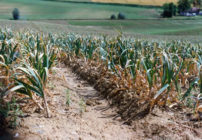 La Consejería de Agricultura ha tramitado un total de 157.655 solicitudes de la PAC en Castilla-La Mancha