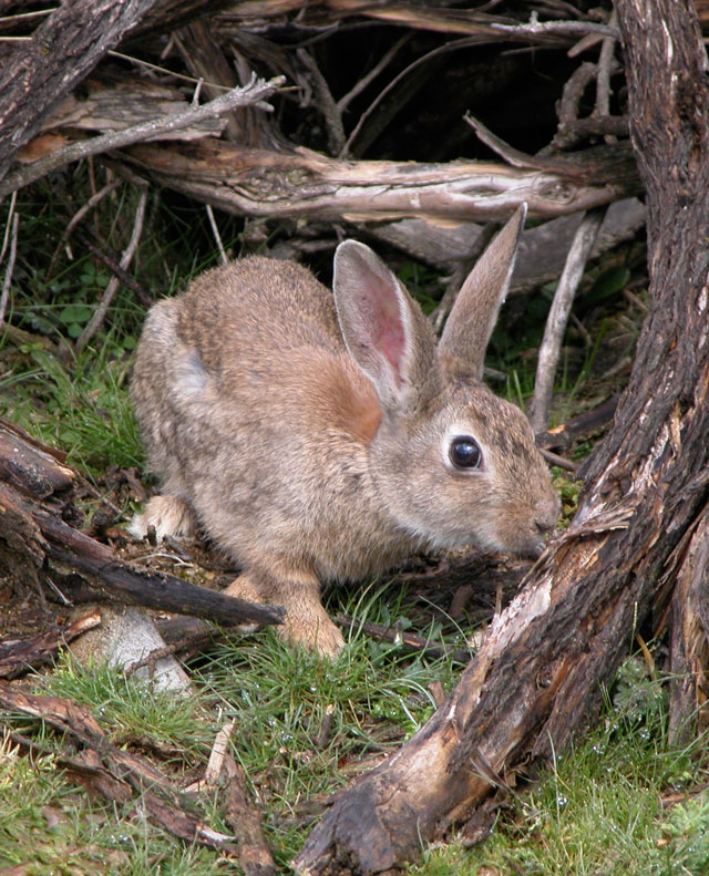 Un estudio del IREC confirma que el conejo de monte es un reservorio de fiebre Q   