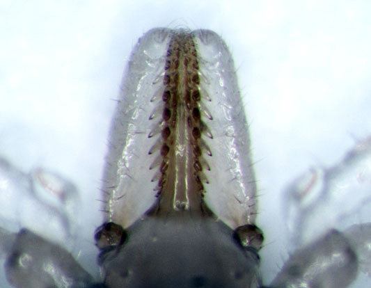 Una investigación aporta nuevos métodos para abordar el impacto de patógenos transmitidos por garrapatas