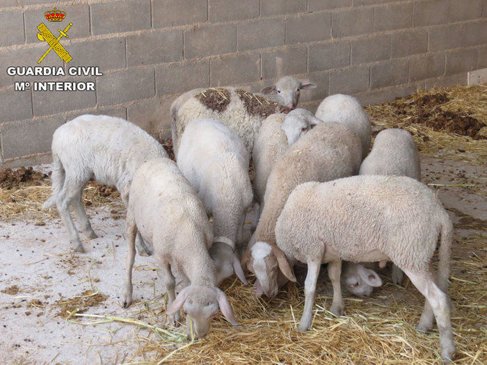 Detenidas cuatro personas relacionadas con el hurto de corderos en una explotación ganadera