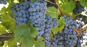 La Consejería de Agricultura abona 8,1 millones para reestructuración de viñedo a 442 agricultores de la región