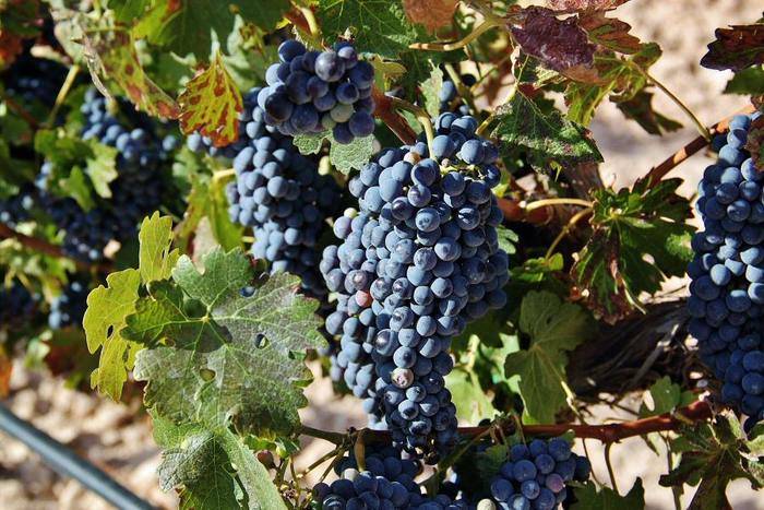 Castilla-La Mancha espera que se valore su “peso territorial” en el reparto de fondos de reestructuración de viñedo 