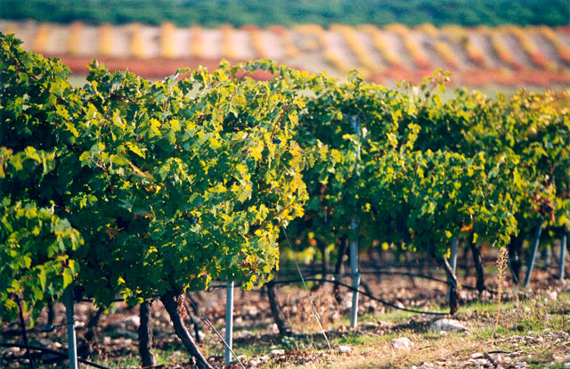 Tirso Yuste: “Hemos atendido las necesidades de los ganaderos de Castilla-La Mancha en la reforma de la PAC”