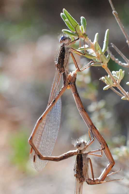 Localizan dos de las libélulas más amenazadas de Europa en las lagunas de Cañada del Hoyo