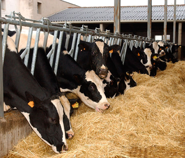 2.100 ganaderos de Castilla-La Mancha se beneficiarán de la reducción del período de retención para la ayuda a la vaca nodriza