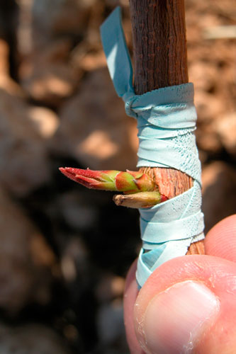 El Centro Agrario El Chaparrillo ha repartido 355.000 yemas de pistacho a 278 agricultores