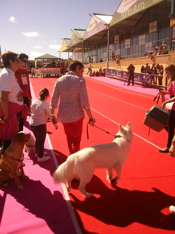 Un desfile canino y la Operación Pienso, actividades centrales de la III Semana de las Mascotas