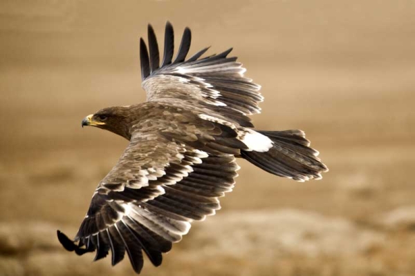 Devuelven a la naturaleza dos águilas imperiales recuperadas de una alberca