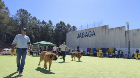 Jábaga acoge la XI edición del Concurso de Mastín Español, valedero para el Campeonato de España