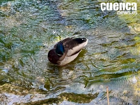 El río Huécar se congela en varios tramos a su paso por la capital