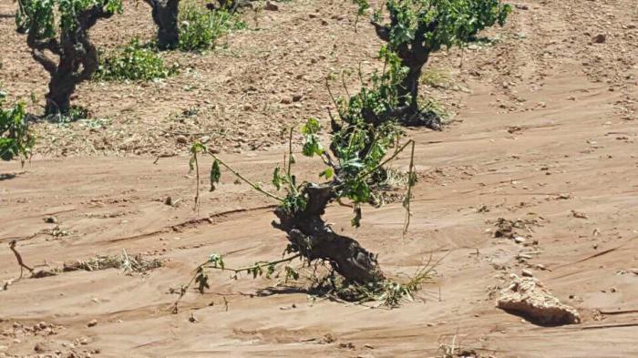 Más de 7.000 hectáreas de girasol y de viña dañadas por tormentas en la provincia