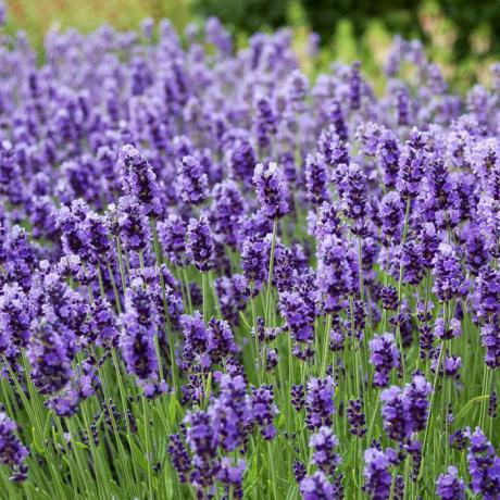 ANIPAM celebra la exclusión de aceites esenciales de lavanda de la lista de productos tóxicos de la UE, pero advierte sobre la crisis de precios en el sector