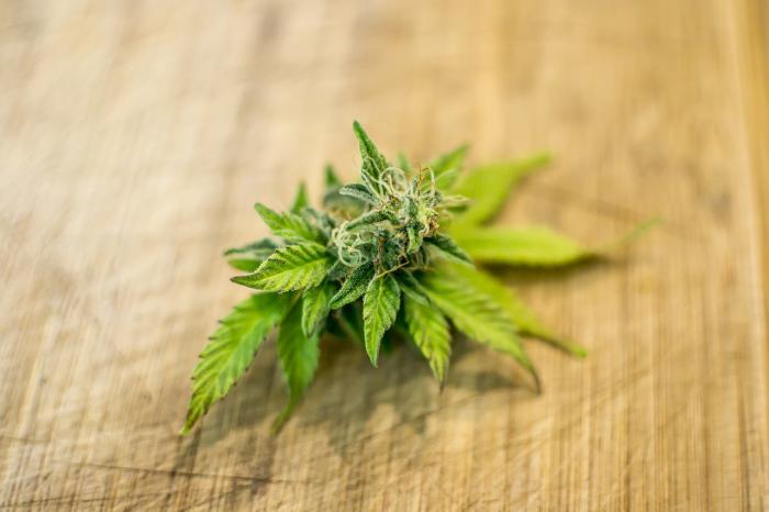 Los expertos están a favor del uso medicinal del cannabis