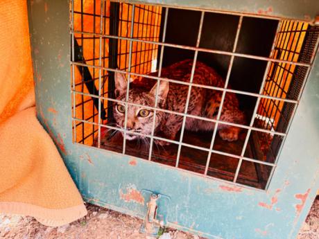 Tres nuevos linces ibéricos vuelven a correr libres en la provincia de Cuenca