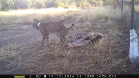 Doce nuevos linces serán liberados en Castilla-La Mancha en 2018