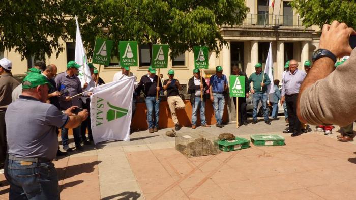 ASAJA acusa a las administraciones del malestar social y las pérdidas económicas ocasionadas por la crisis de los conejos