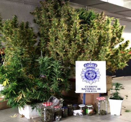 Detenida una persona que cultivaba marihuana en las zonas comunitarias de un edificio de la capital