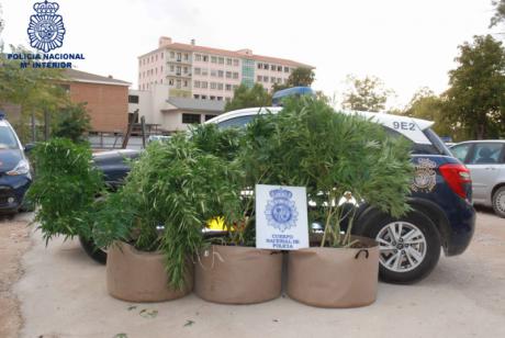 Detenido en la capital un vecino que cultivaba varias plantas de marihuana en la terraza de su casa