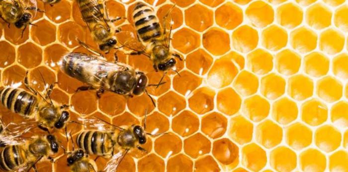 La producción de miel se dispara por la escasa contaminación durante el confinamiento