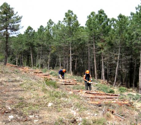 El Gobierno regional aprueba 7,5 millones de euros en ayudas para tratamientos selvícolas en los montes de la provincia