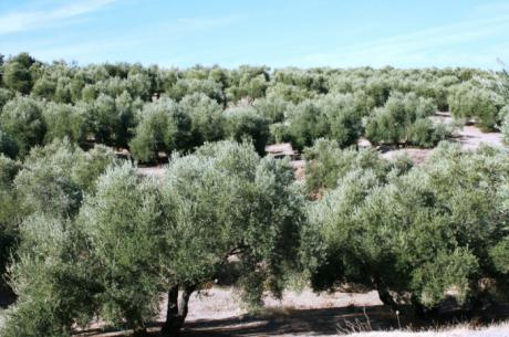 El día del olivo reivindica el peso del olivar tradicional