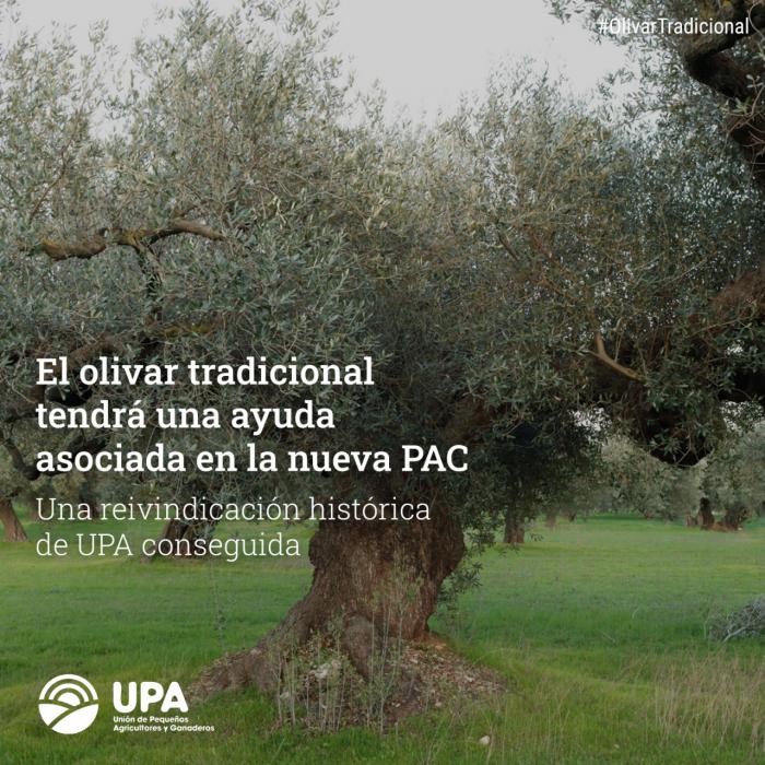 El olivar tradicional tendrá ayuda asociada en la PAC