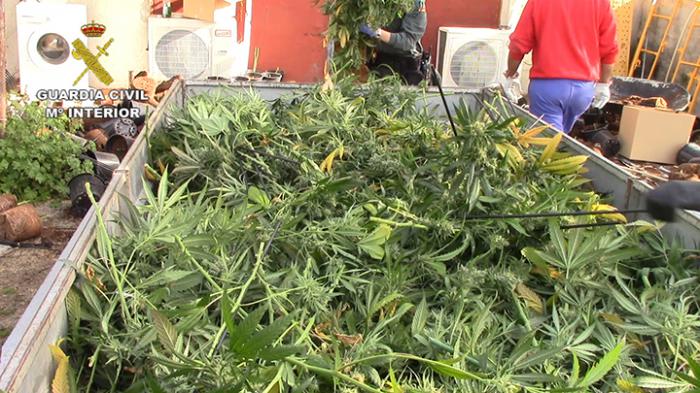La Guardia Civil ha incautado más de 9.000 plantas de marihuana y efectos por un valor superior a los 300.000 euros